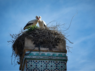 Afbeelding voor Vogels in Marokko