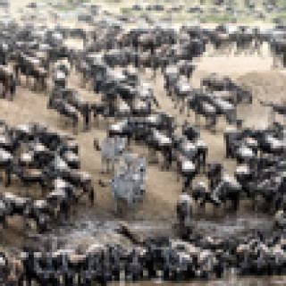 Afbeelding voor 333TRAVEL - Masai Mara reizen