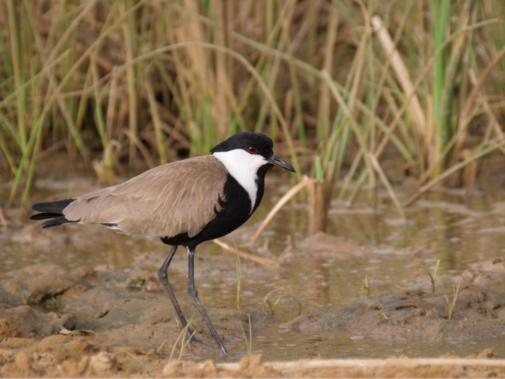 Vogel in Diawling NP