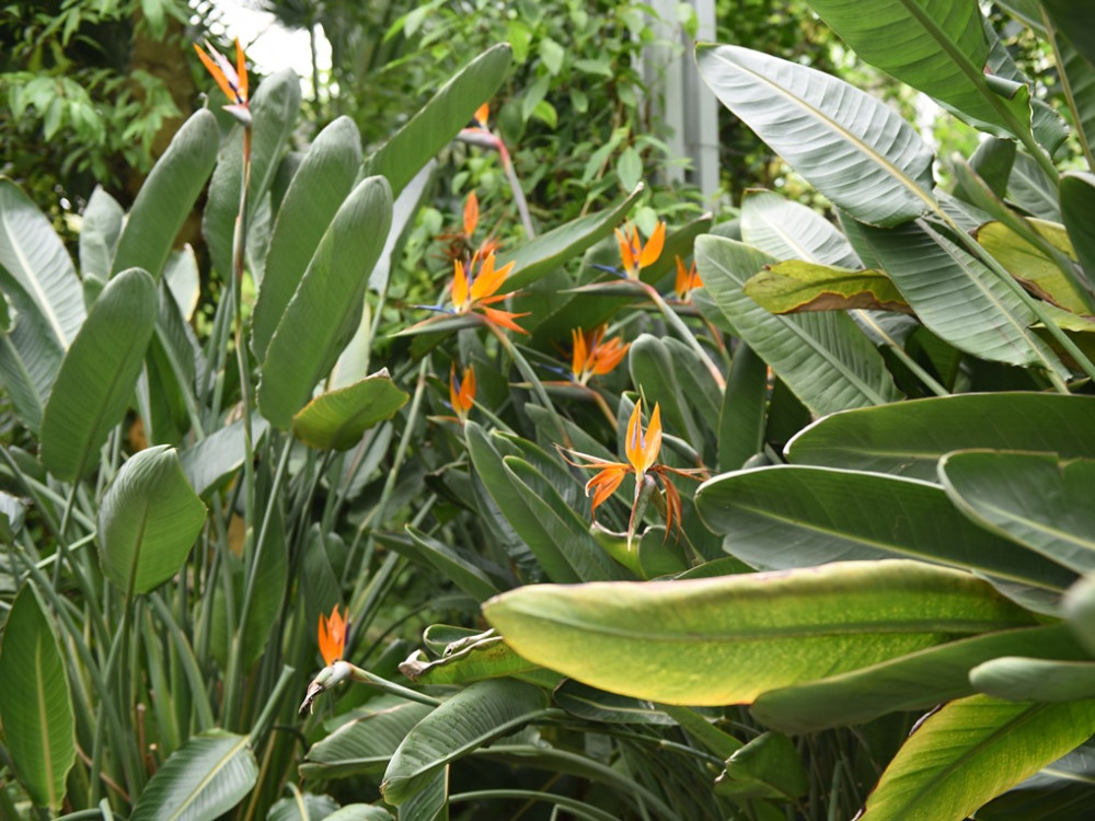 Strelitzia