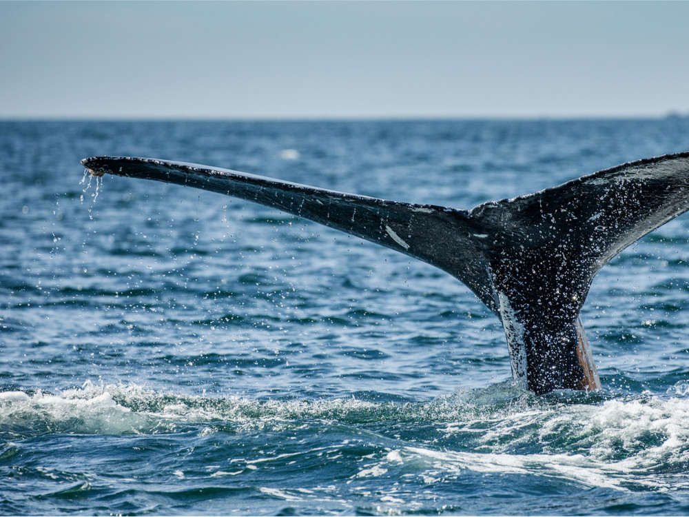 Walvis in Mexico