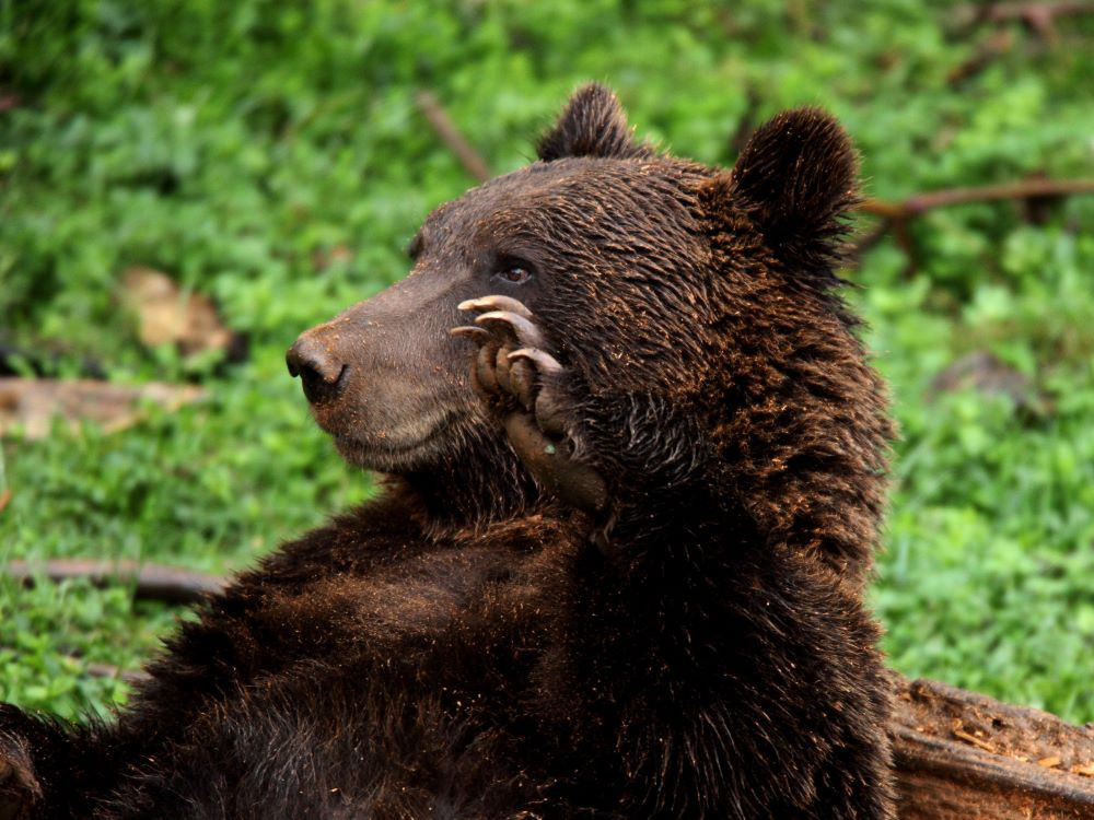 Wildlife in Kroatië