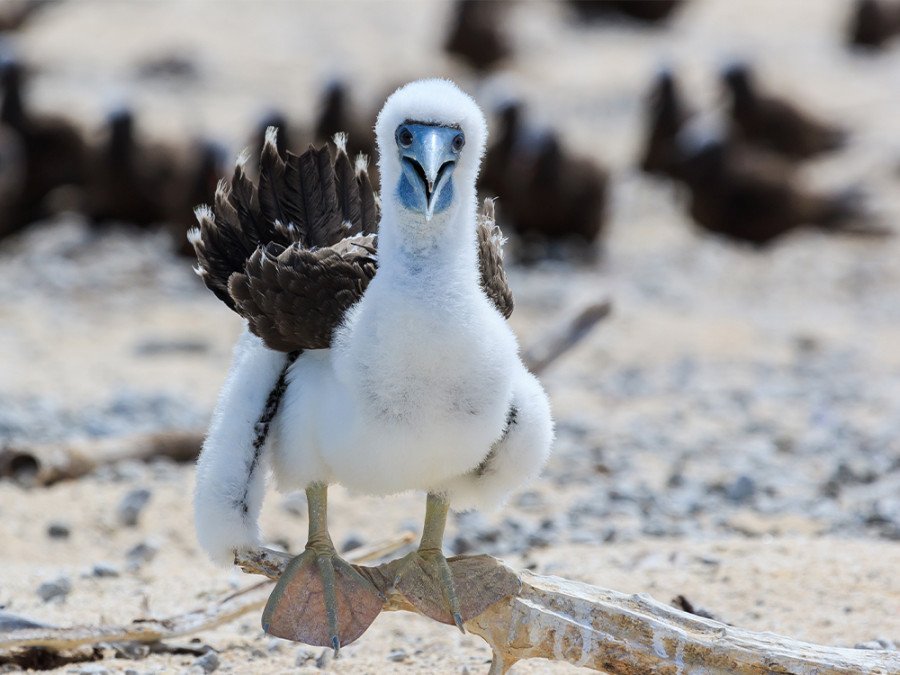 Vogels in Cairns