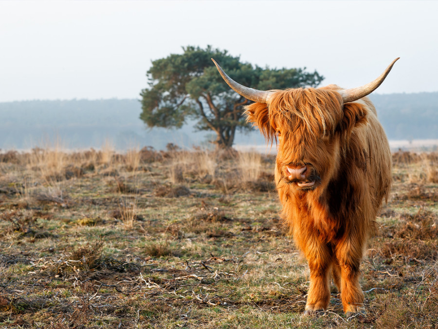 Duurzame vakantie Nederland