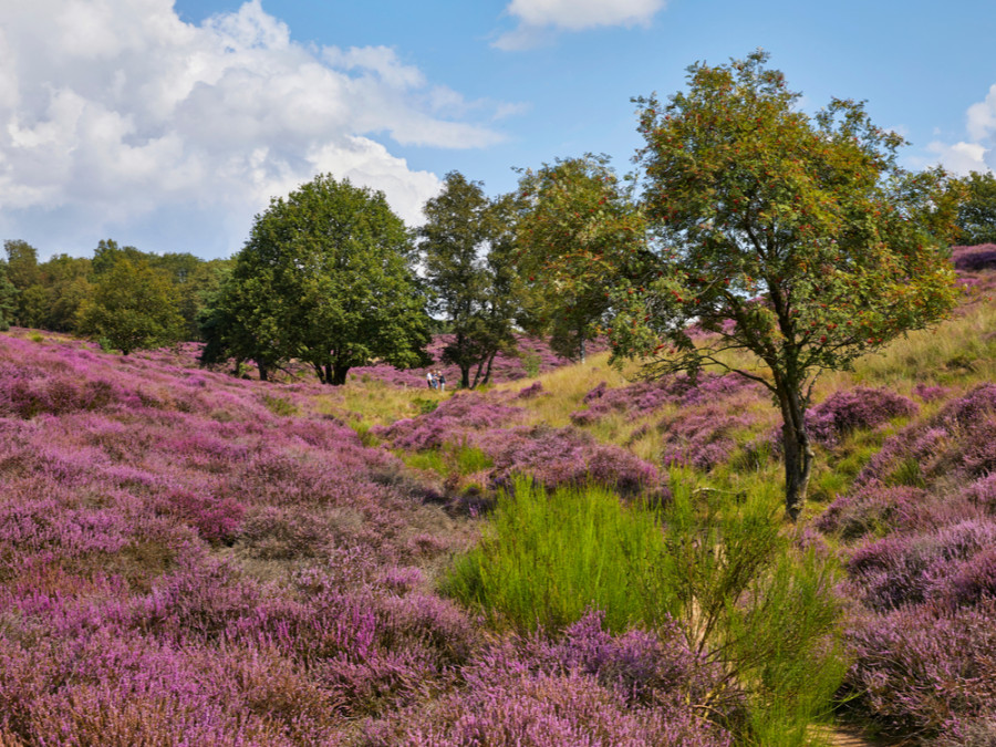 Mookerheide Nijmegen