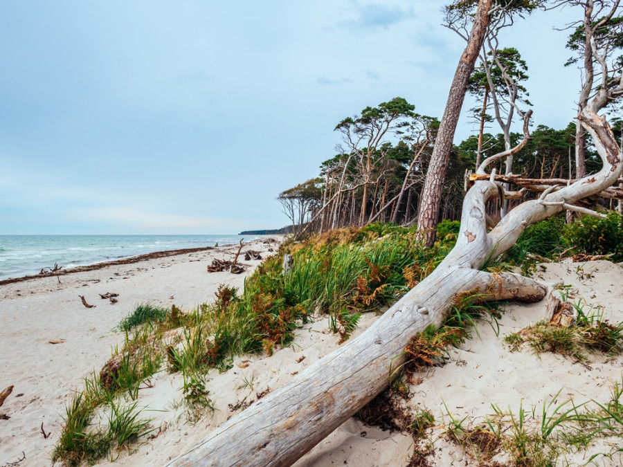 Treibholz strand