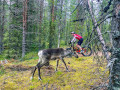 Actieve zomerreis in Fins Lapland