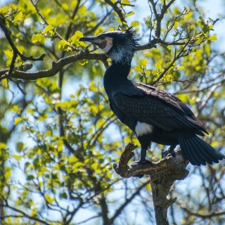 Afbeelding voor Naardermeer