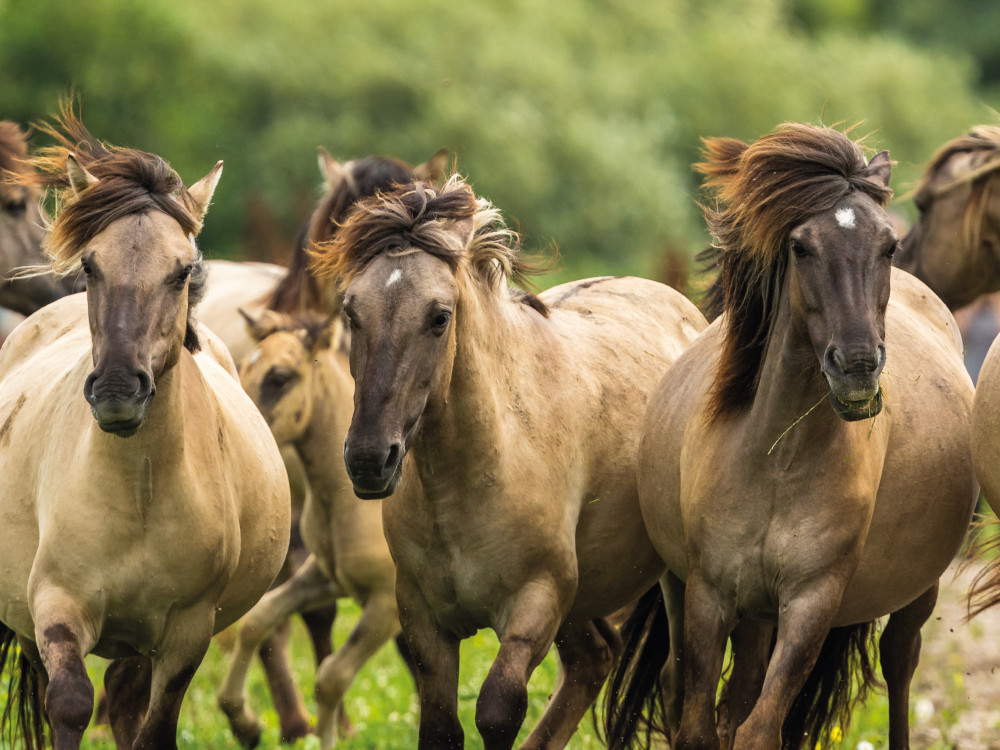 Dieren spotten tijdens een nachtje weg