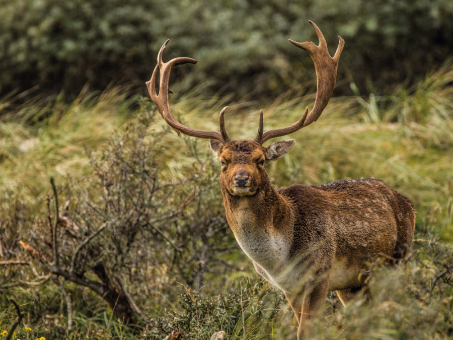 Wild spotten nachtje weg