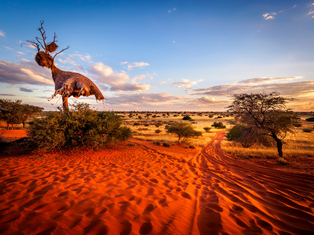 Kalahariwoestijn Namibië