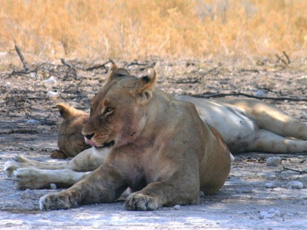Leeuwin Namibië