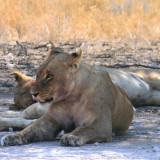 Afbeelding voor Wildlife in Namibie