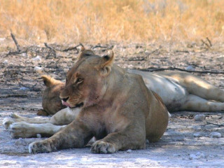 Afbeelding voor Wildlife in Namibie