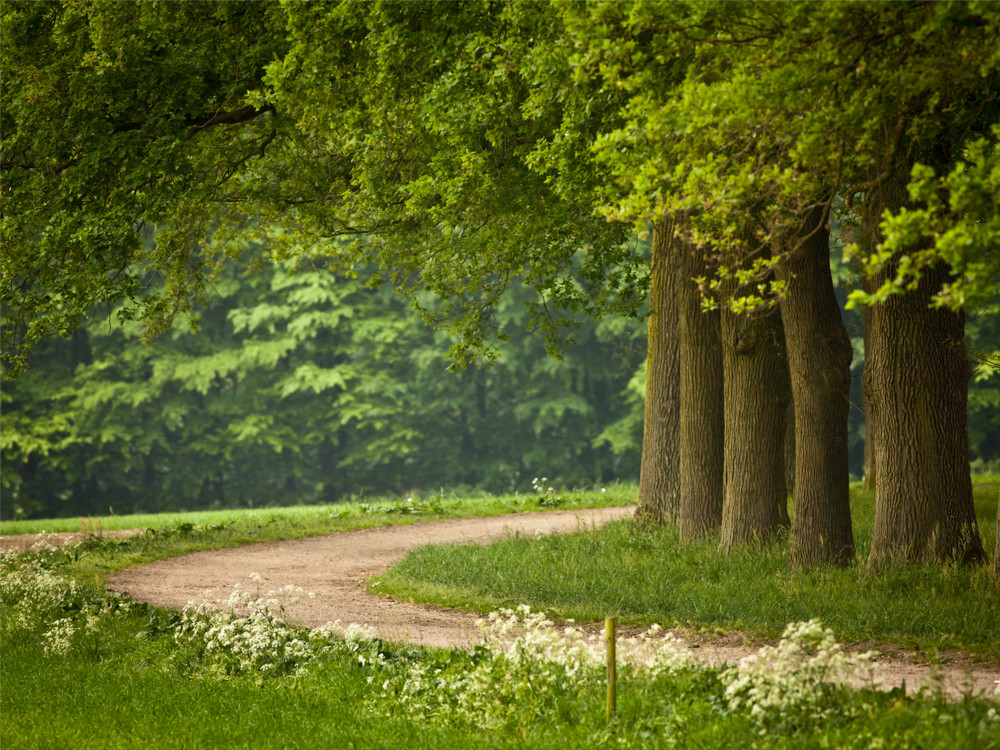 Fris, jong en groen blad aan de bomen