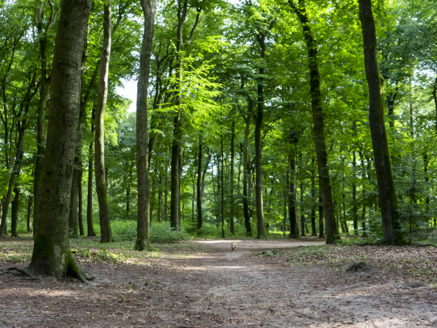 parkbos bij Landgoed Hoekelum