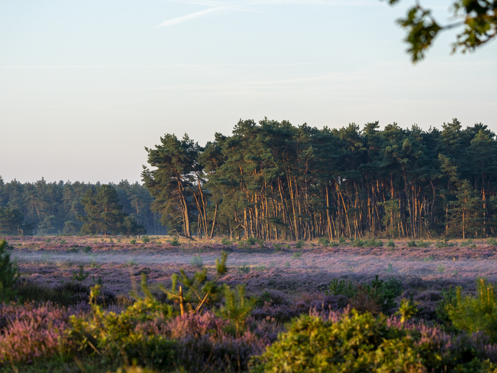 Landschap van Noord-Ginkel