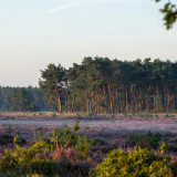 Afbeelding voor Natuur bij Ede