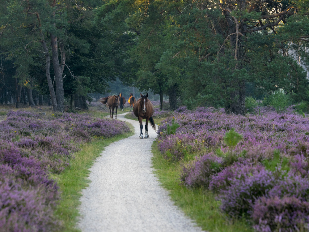 Paarden op het pad bij de Ginkel