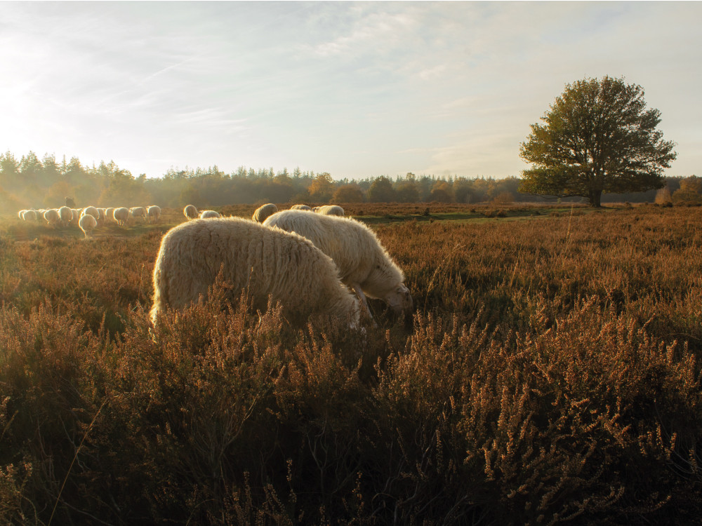 Schapen op de Ermelosche Heide