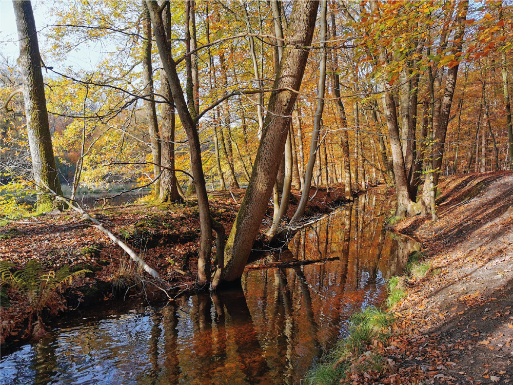 Leuvenumse Beek