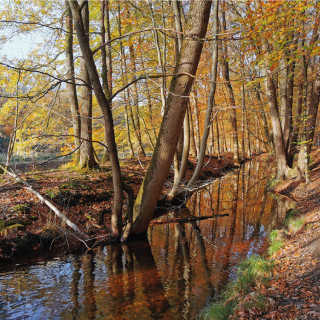 Afbeelding voor Natuur bij Ermelo