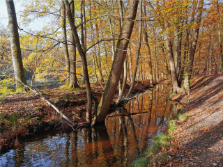 Afbeelding voor Natuur bij Ermelo