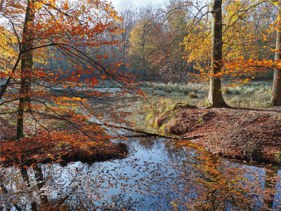 Ermelo natuur