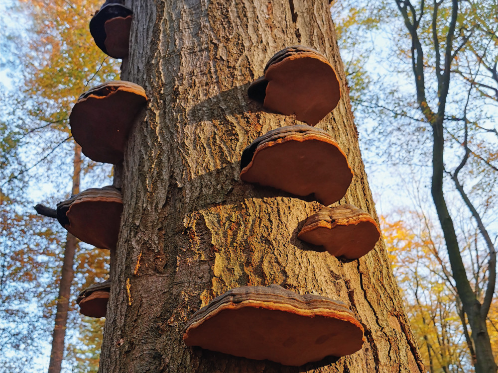 Herfst in Ermelo