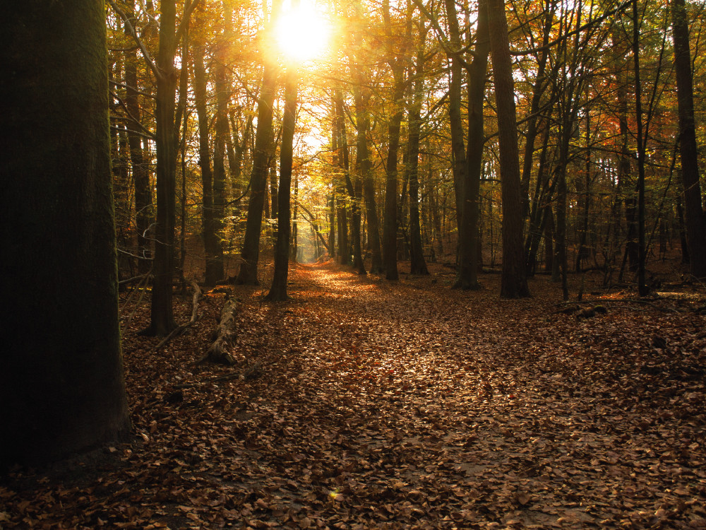 Prachtige bossen bij Ermelo