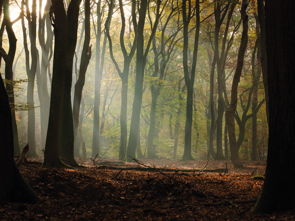 Sprookjesachtig Speulderbos