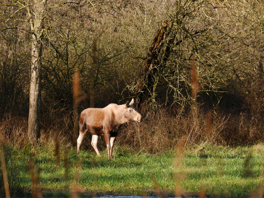 Natuurpark Lelystad Flevoland