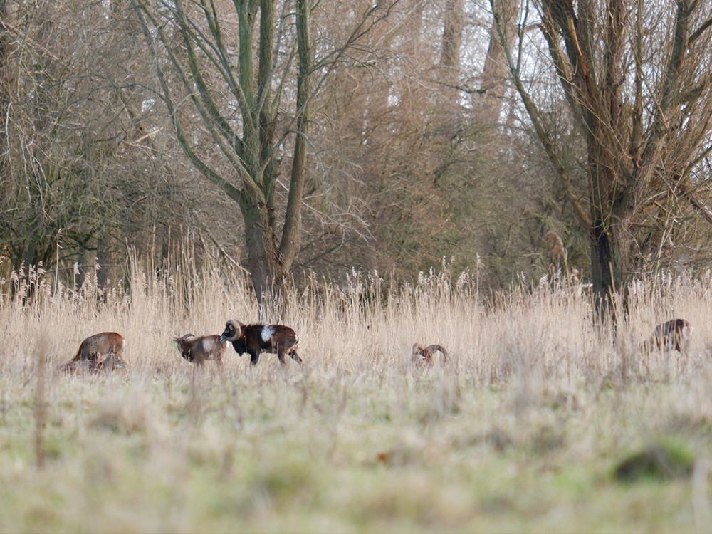 Moeflons in Natuurpark Lelystad