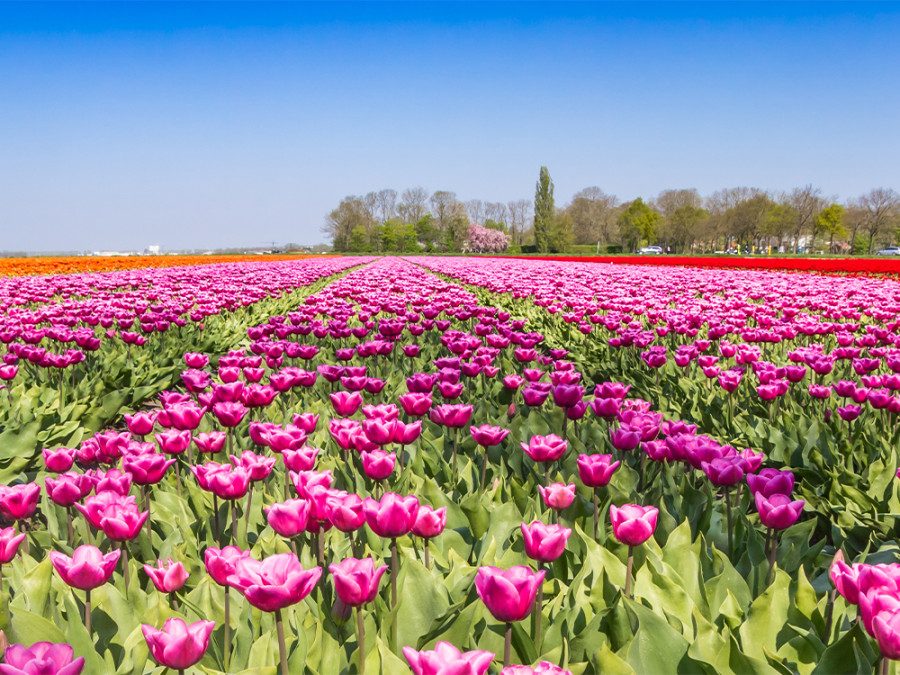 Bloemenvelden Bloemenvelden