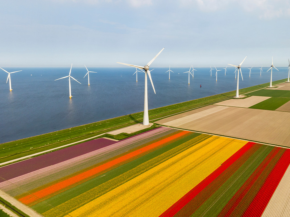 Tulpen in Flevoland