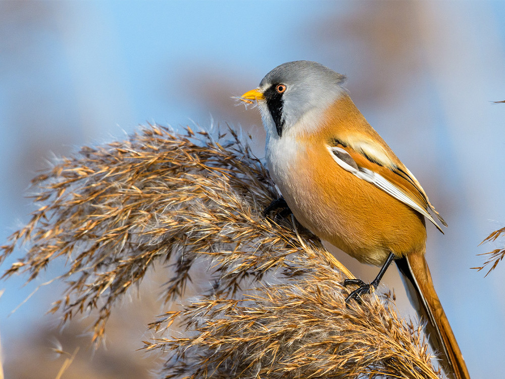 Vogels kijken in de Oostvaardersplassen