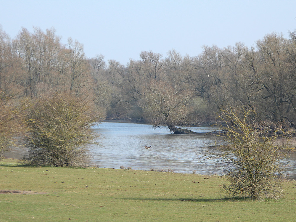 Rivierenlandschap Duursche Waarden