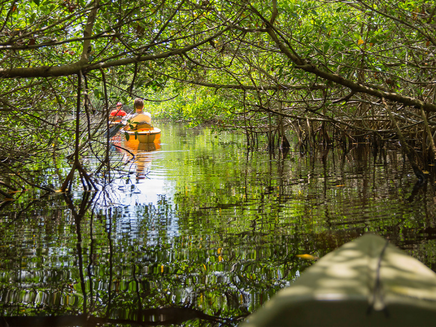 Natuur in Florida