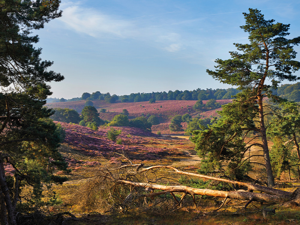 Prachtige natuur in Gelderland