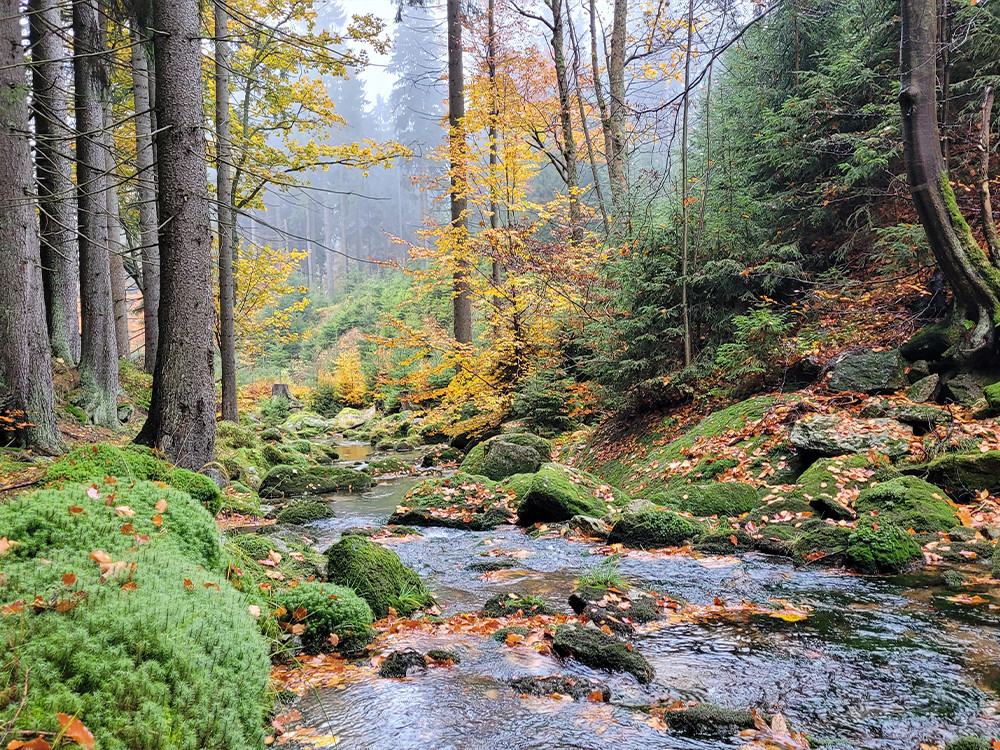 Natuur in Liberec