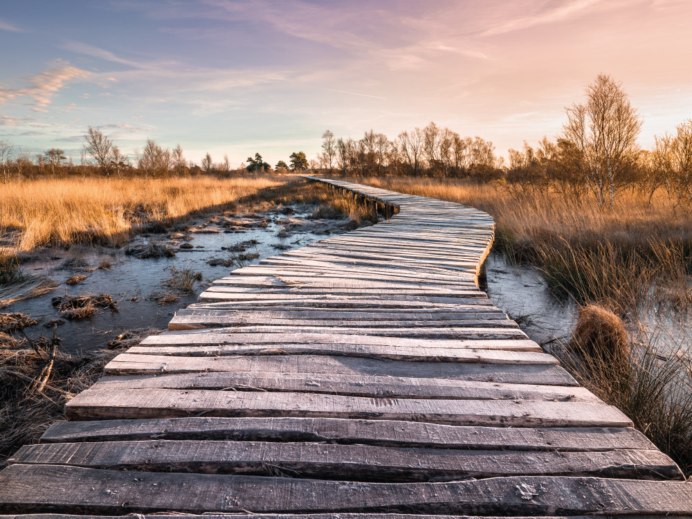 Knuppelpad in Nationaal Park Groote Peel