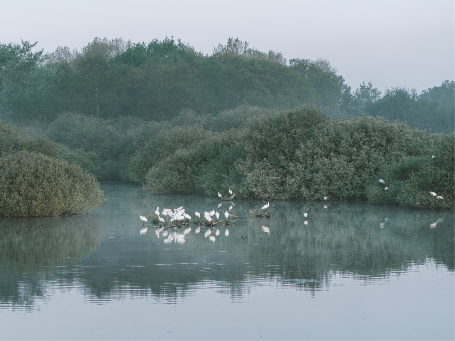 vogels bij Quackjeswater