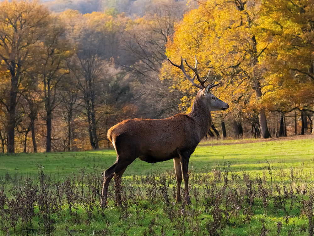 Edelhert in de Sauerse bossen