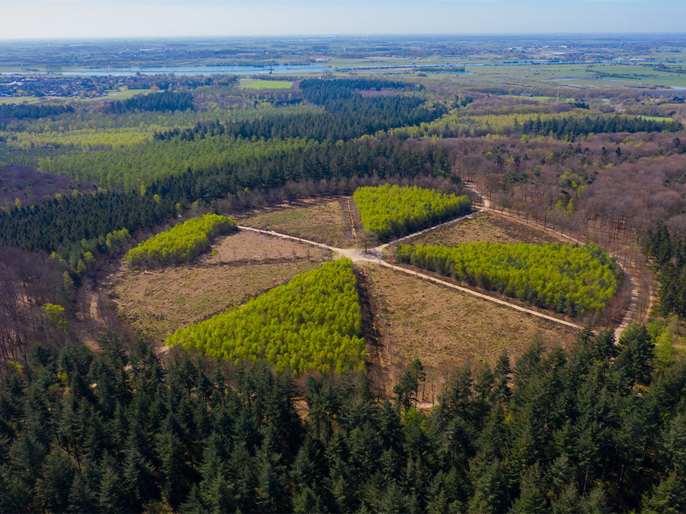 Amerongse Bos