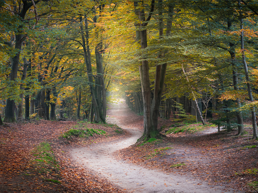 Herfstwandeling Utrechtse Heuvelrug