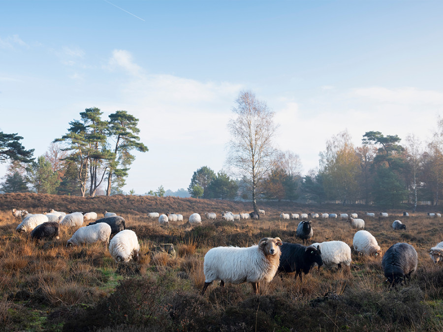 mooiste natuurgebieden Utrecht