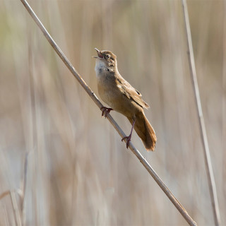 Afbeelding voor Natuur in provincie Utrecht