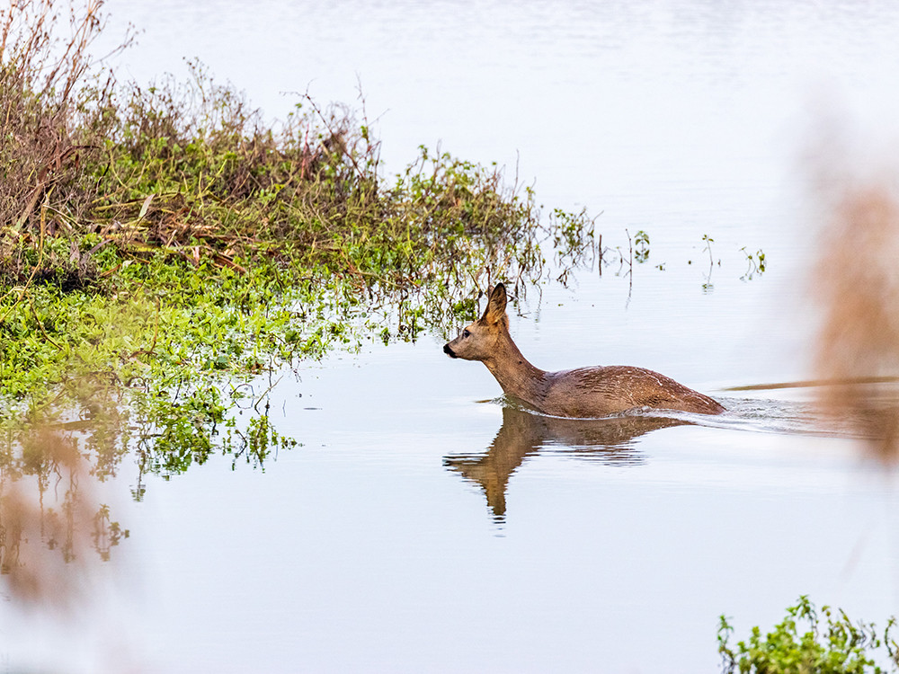 Ree in de Biesbosch