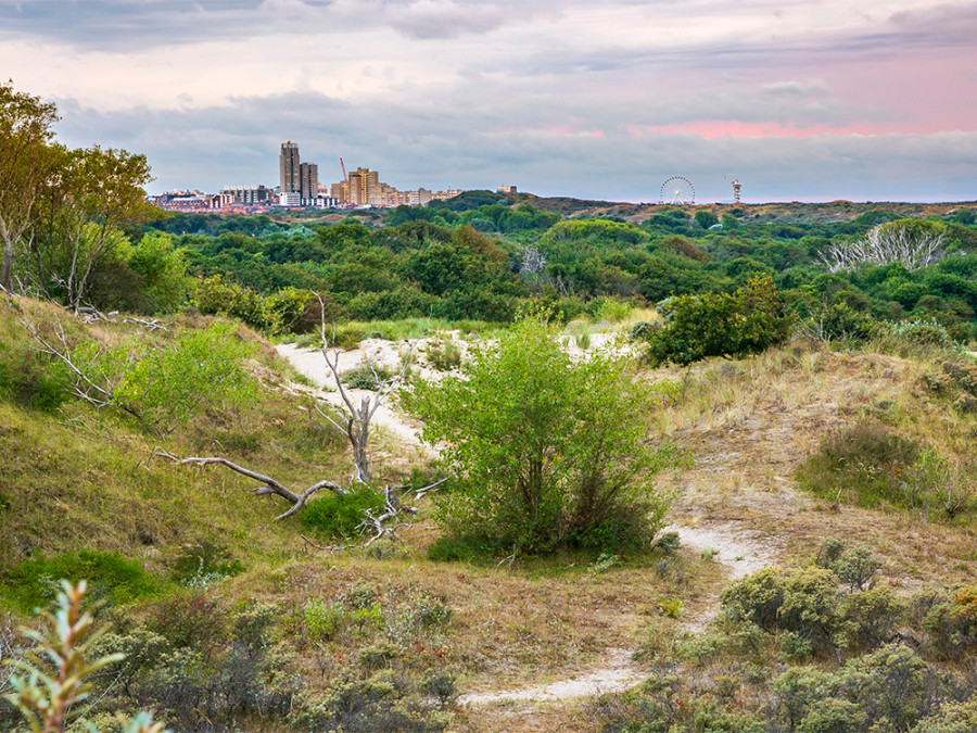 Hollandse Duinen nationaal park