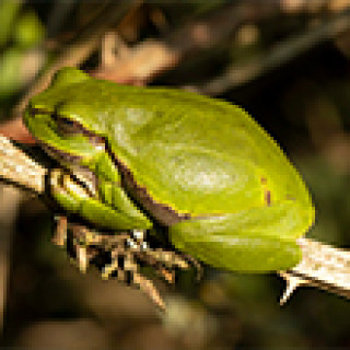 Afbeelding voor Goldcrest Nature Tours - Natuurtour Brabant